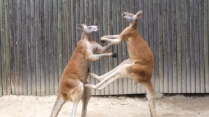 kangaroos